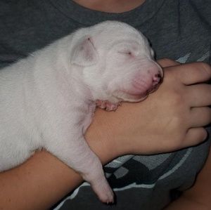 Meet your Posher, Abby